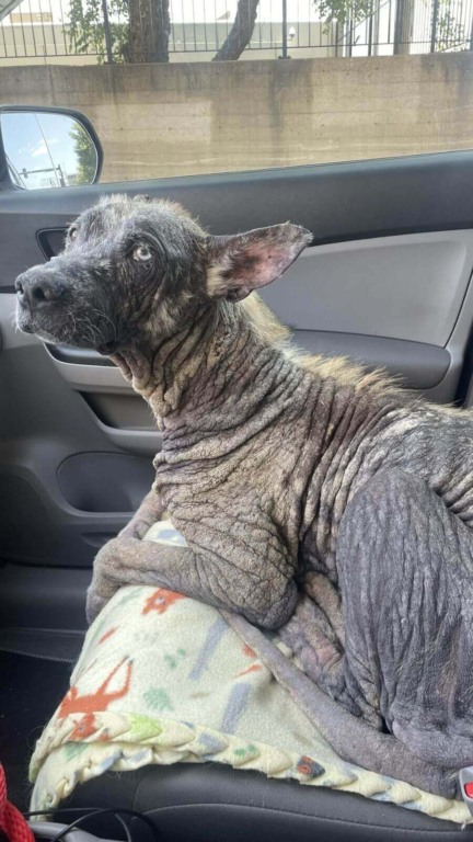 Cachorro de rua com pele de pedra se transforma no pet mais fofo em semanas