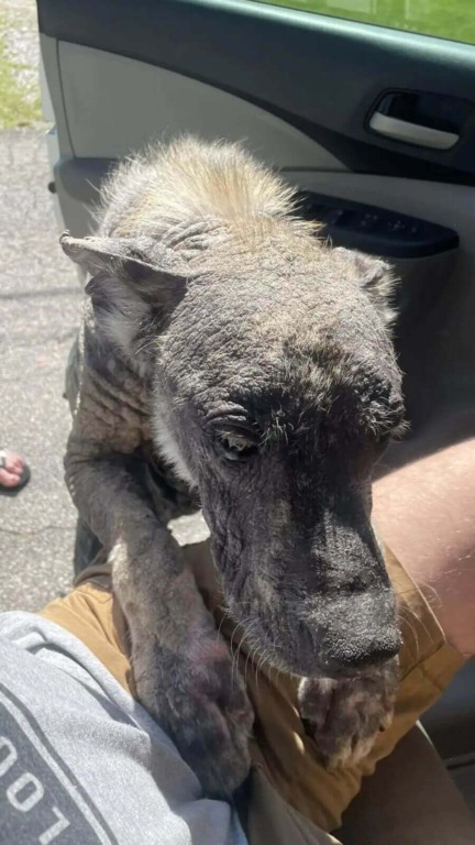 Cachorro de rua com pele de pedra se transforma no pet mais fofo em semanas