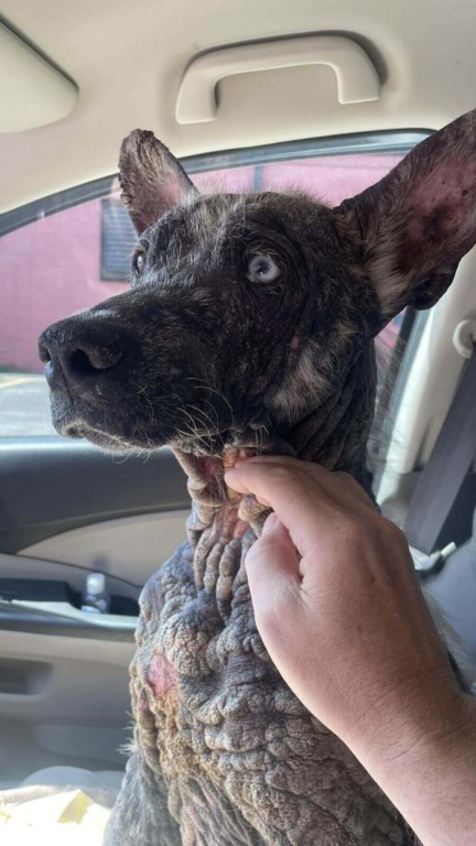 Cachorro de rua com pele de pedra se transforma no pet mais fofo em semanas