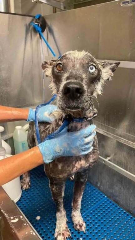 Cachorro de rua com pele de pedra se transforma no pet mais fofo em semanas