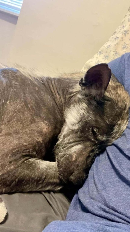 Cachorro de rua com pele de pedra se transforma no pet mais fofo em semanas