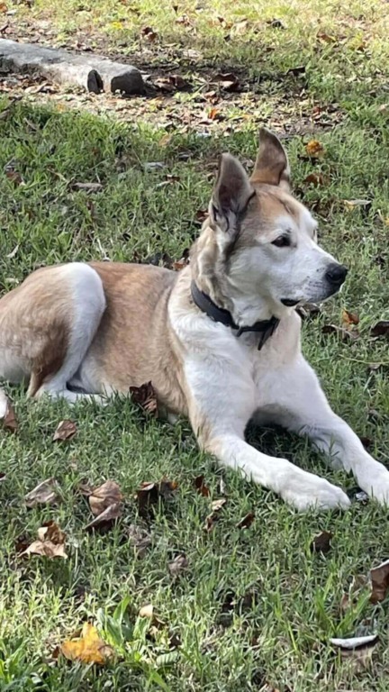 Cachorro de rua com pele de pedra se transforma no pet mais fofo em semanas