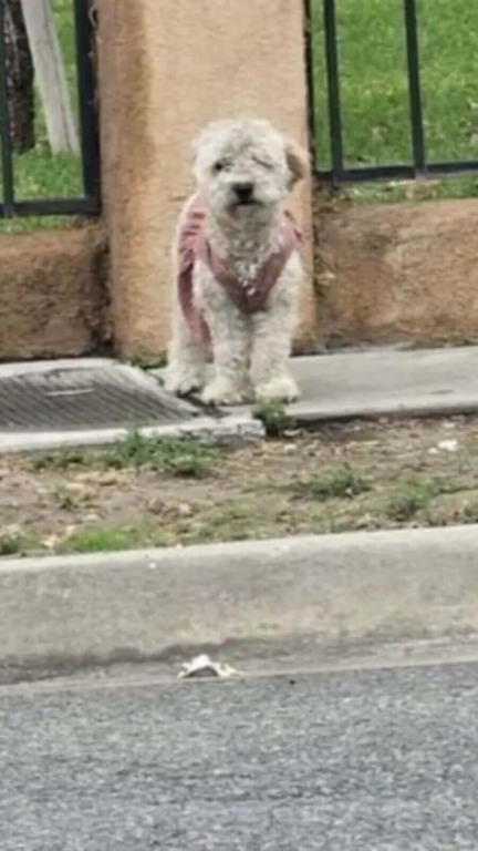 Cachorro de vestido rosa abandonado