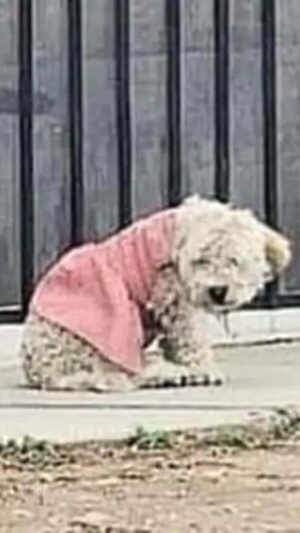 Cachorro de vestido rosa abandonado