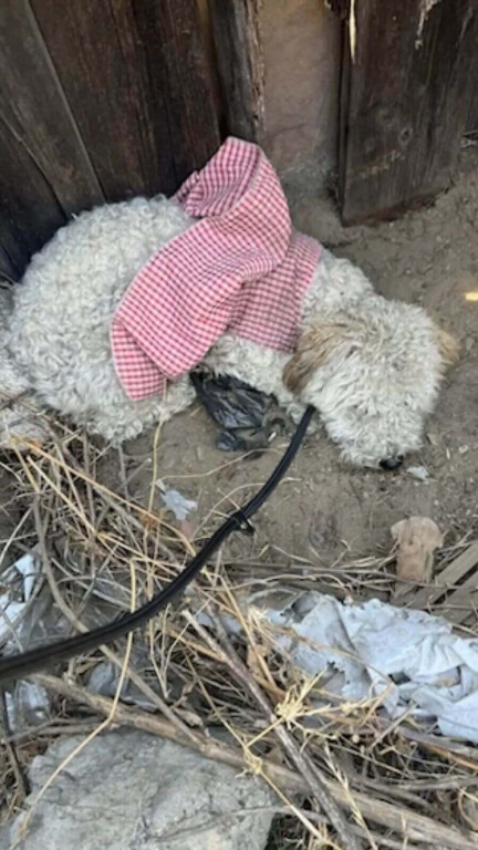 Cachorro de vestido rosa abandonado