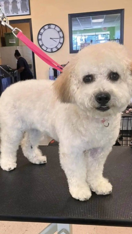 Cachorro de vestido rosa abandonado