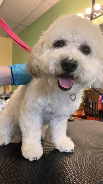 Cachorro de vestido rosa abandonado