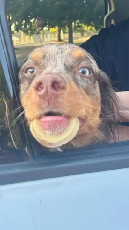 Cachorro com osso preso em mandíbula