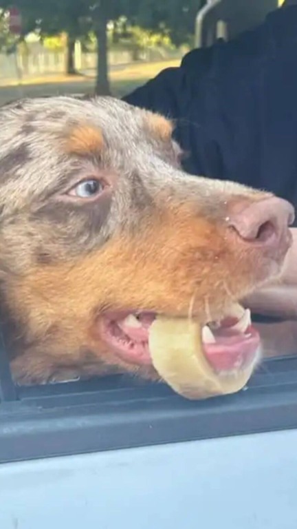 Cachorro com osso preso em mandíbula