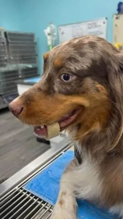 Cachorro com osso preso em mandíbula