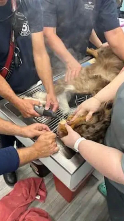 Cachorro com osso preso em mandíbula