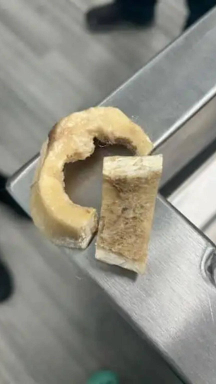 Cachorro com osso preso em mandíbula