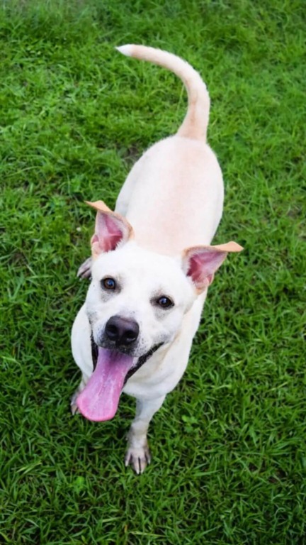 Cachorro estende a pata para todo mundo no abrigo