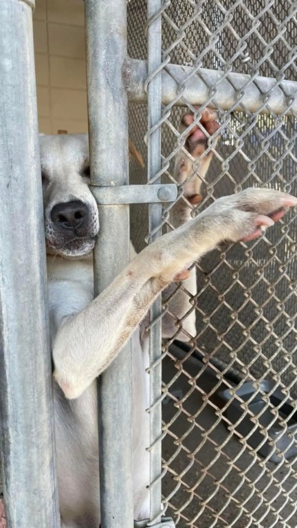 Cachorro estende a pata para todo mundo no abrigo