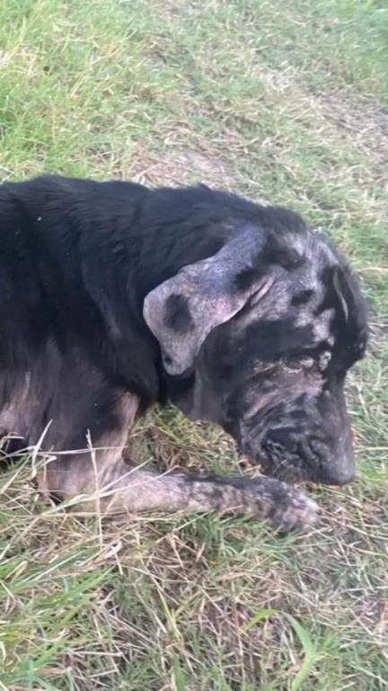Cachorro ferido e abandonado