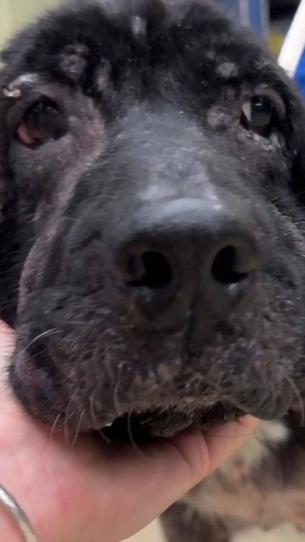 Cachorro ferido e abandonado