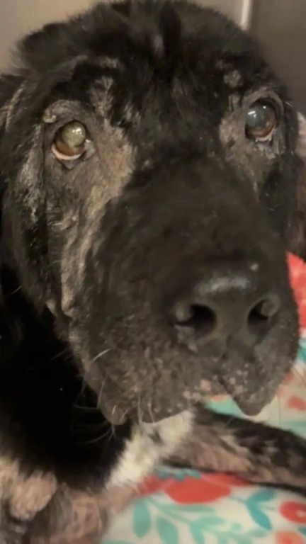 Cachorro ferido e abandonado