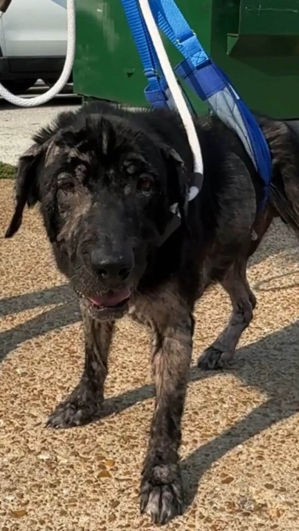 Cachorro ferido e abandonado