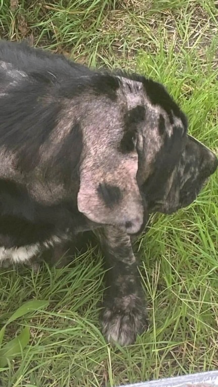 Cachorro ferido e abandonado