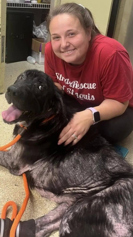 Cachorro ferido e abandonado