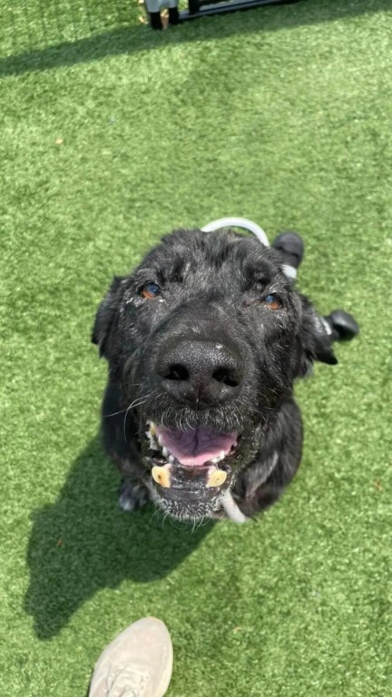 Cachorro ferido e abandonado