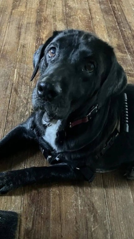 Cachorro ferido e abandonado