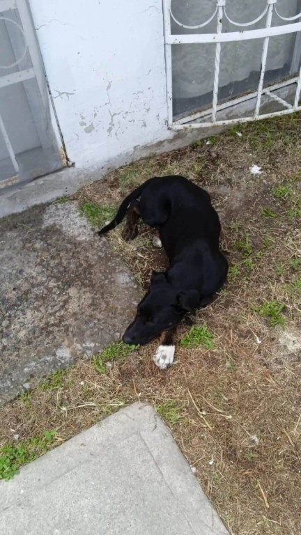 Cachorro jogado na calçada encontra melhor amiga