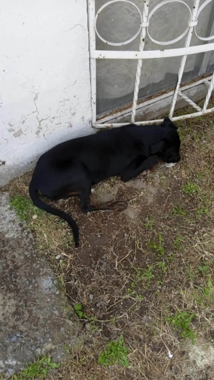 Cachorro jogado na calçada encontra melhor amiga