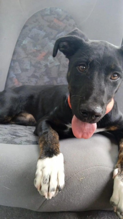 Cachorro jogado na calçada encontra melhor amiga