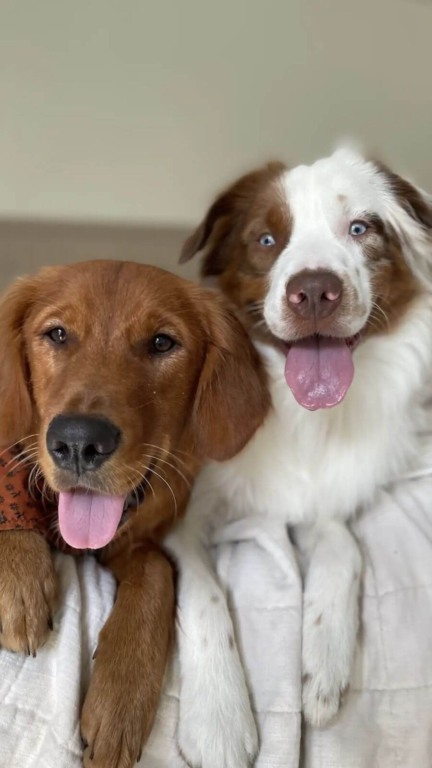 Cachorro mostra a maneira mais gentil de acordar seu irmão surdo