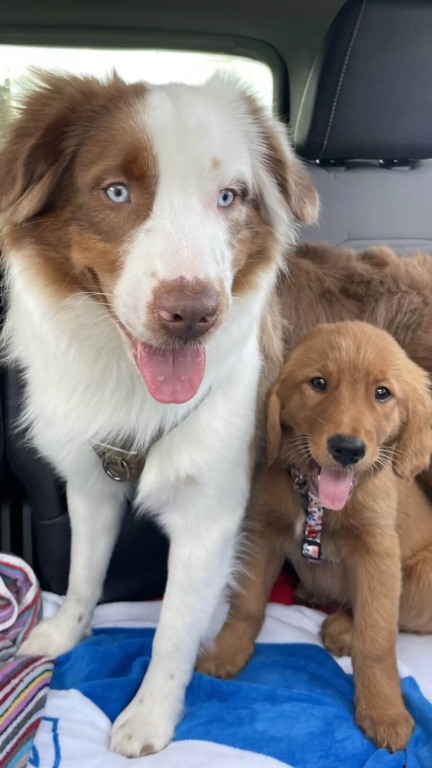 Cachorro mostra a maneira mais gentil de acordar seu irmão surdo