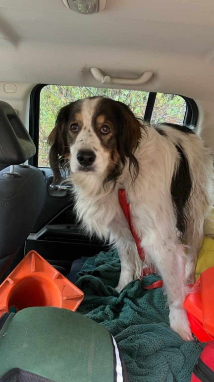 Cachorro no meio da estrada conduz policial até alguém que precisava de ajuda