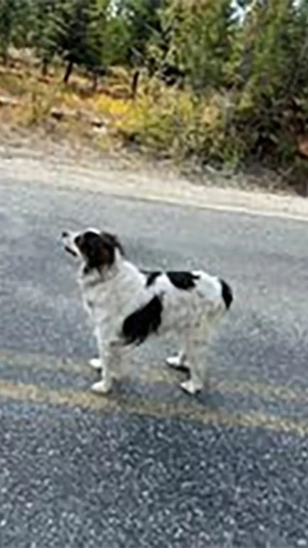 Cachorro no meio da estrada conduz policial até alguém que precisava de ajuda