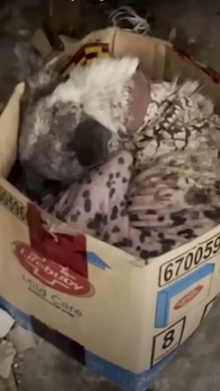 Cachorro pelado que dormia em caixa de papelão todas as noites tem transformação incrível