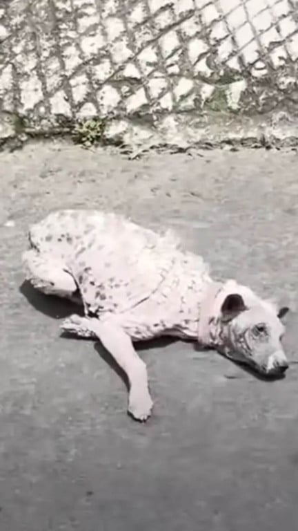 Cachorro pelado que dormia em caixa de papelão todas as noites tem transformação incrível