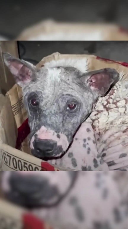 Cachorro pelado que dormia em caixa de papelão todas as noites tem transformação incrível