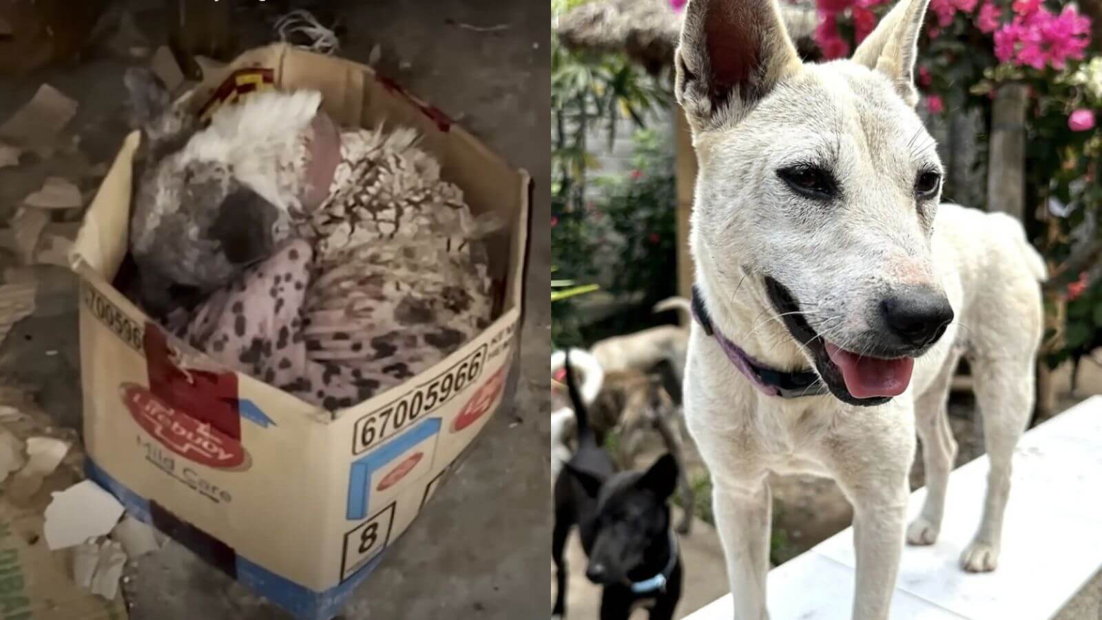 Cachorro pelado que dormia em caixa de papelão todas as noites tem transformação incrível