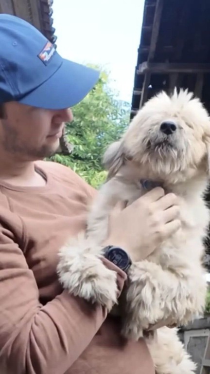 Cachorro abandonado consegue voltar para casa