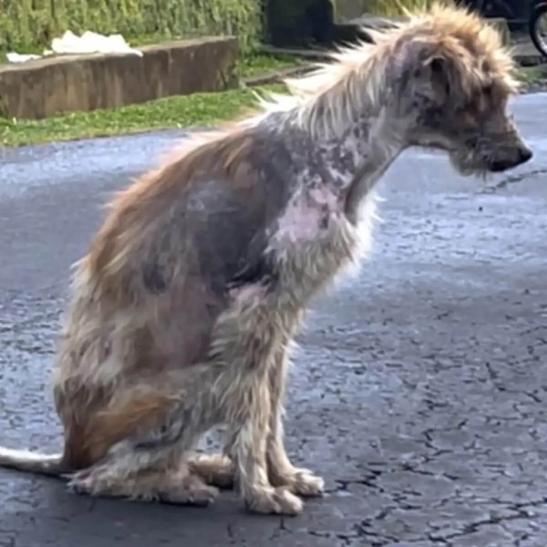 Cachorro abandonado consegue voltar para casa