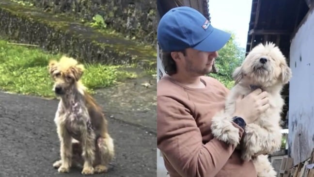 Cachorro abandonado consegue voltar para casa