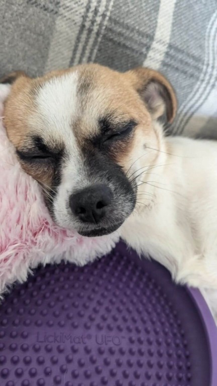 Cachorro perdido volta para casa após tutores passarem cinco dias grelhando seu petisco favorito