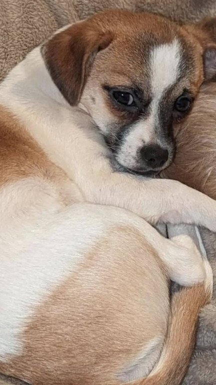 Cachorro perdido volta para casa após tutores passarem cinco dias grelhando seu petisco favorito