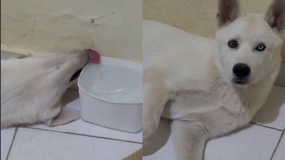 Cachorro preguiçoso conquista a internet com forma inusitada de beber água Cachorro preguiçoso conquista a internet com forma inusitada de beber água