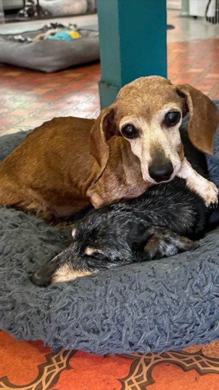 Cachorro que perdeu melhor amigo de 17 anos conhece seu 'irmão gêmeo'