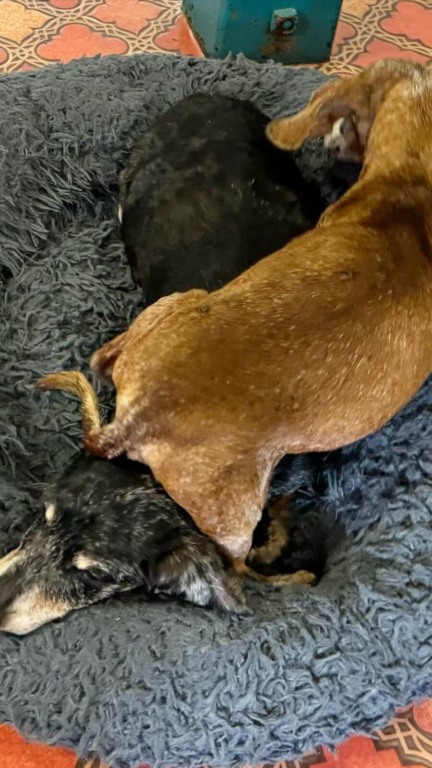 Cachorro que perdeu melhor amigo de 17 anos conhece seu 'irmão gêmeo'