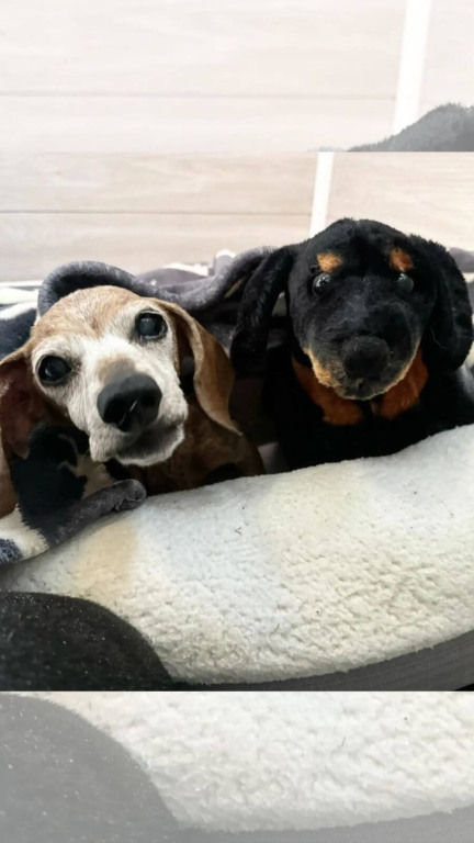 Cachorro que perdeu melhor amigo de 17 anos conhece seu 'irmão gêmeo'