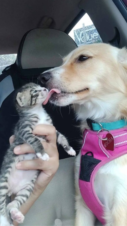 Cachorro resgatado adota gatinho órfão