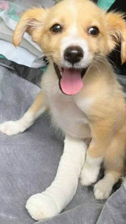 Cachorro resgatado adota gatinho órfão