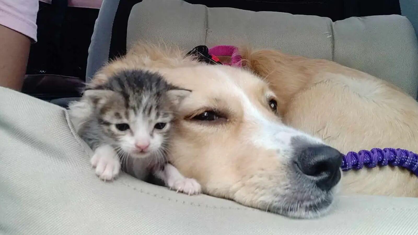 Cachorro resgatado adota gatinho órfão