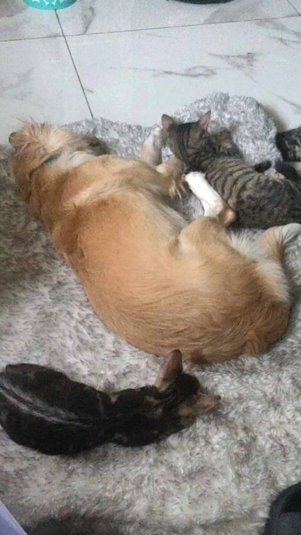 Cachorro resgatado adota gatinho órfão